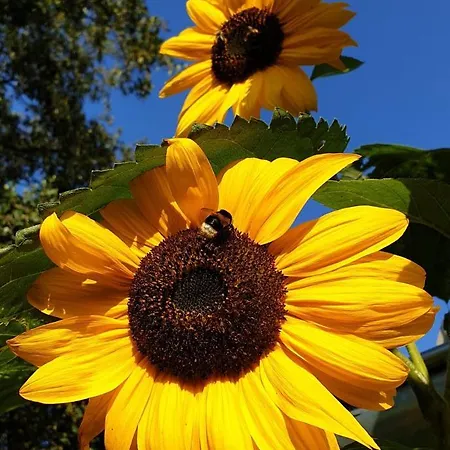 Simmering Appartamento Westerholt (Lower-Saxony)