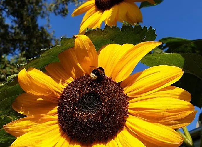 Simmering Apartament Westerholt (Lower-Saxony)